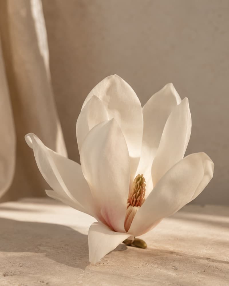 Magnolia