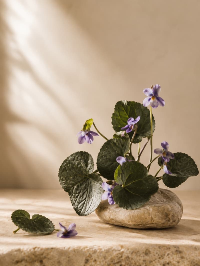 Violet Leaf
