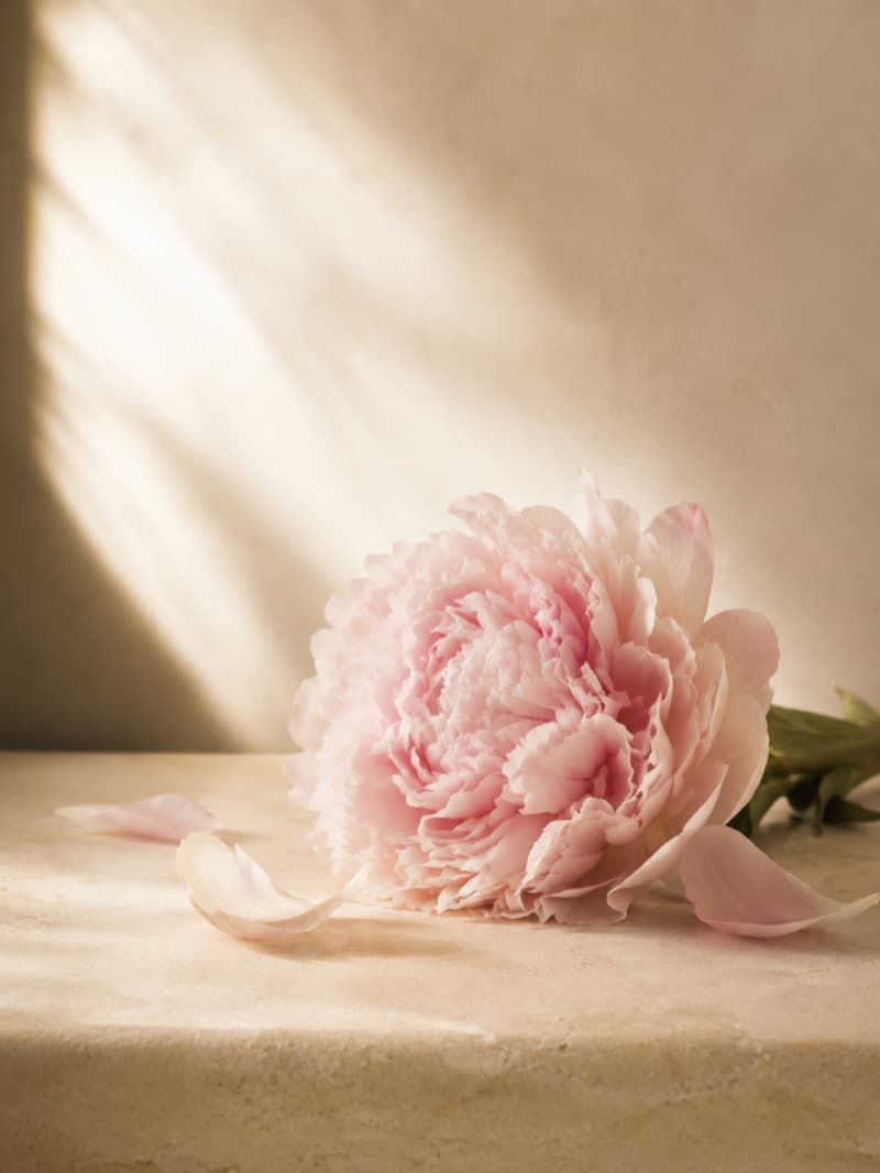 Peony