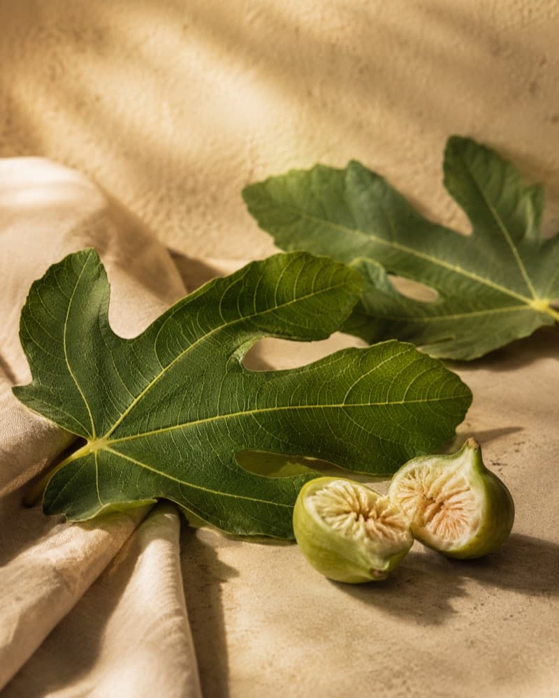 Fig Leaf