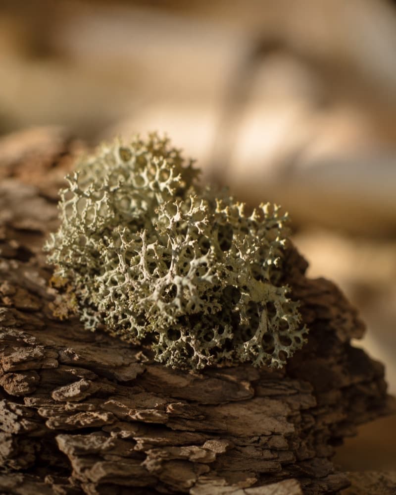 Oakmoss